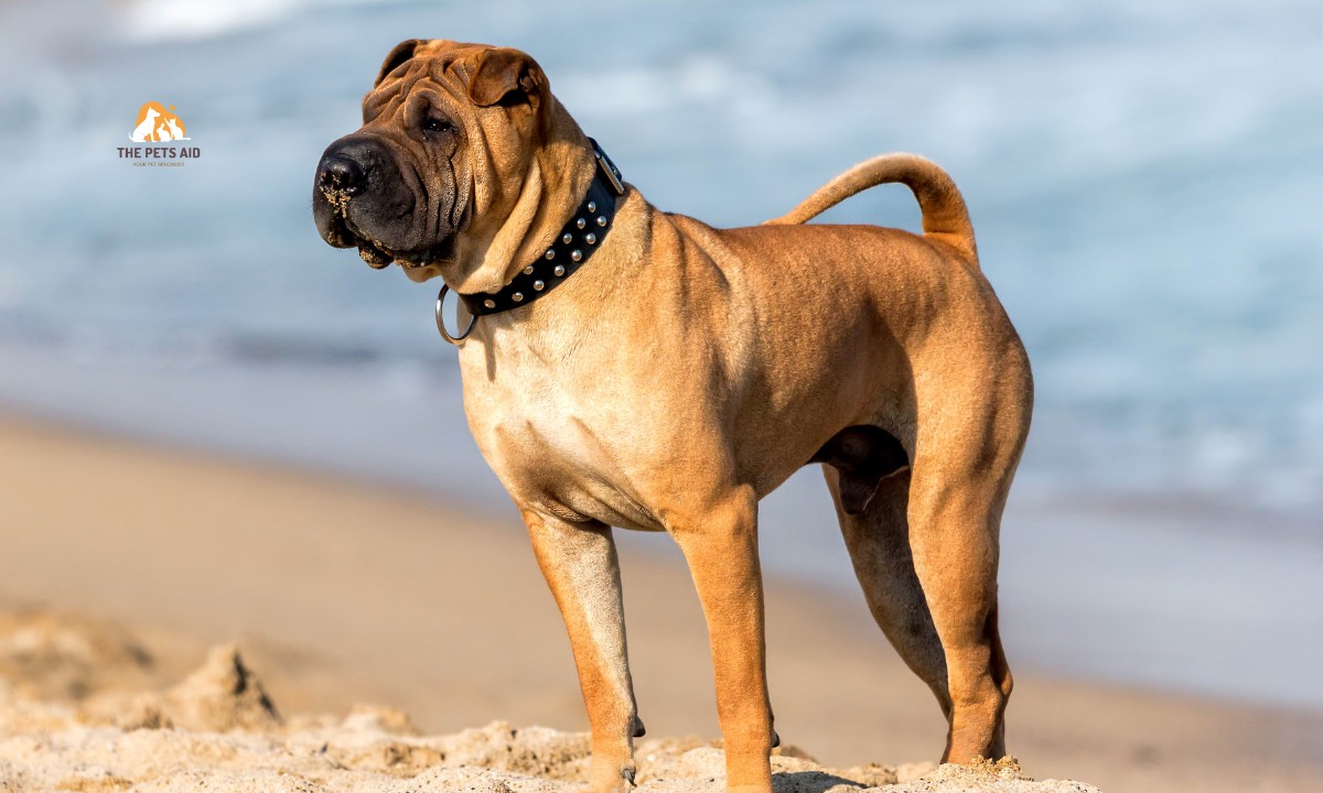 Which Dog Doesn’t Need Much Care? – (7 Breeds) 3 Chinese Shar-Pei